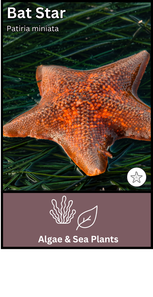 Bat Star