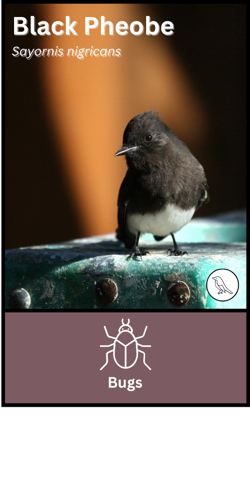 Black Phoebe