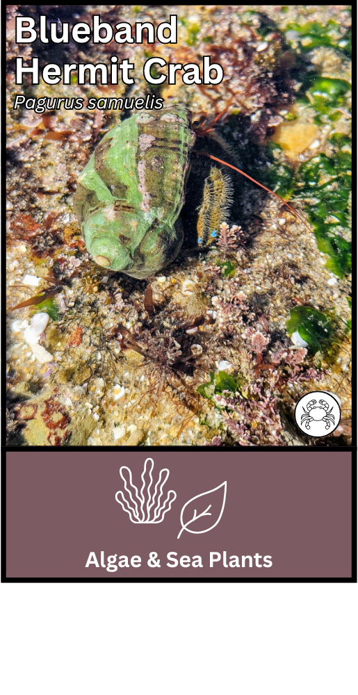 Blueband Hermit Crab