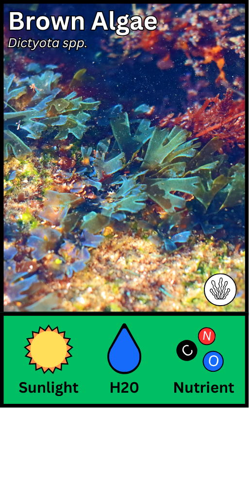 Brown Algae