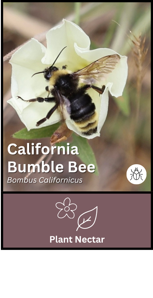California Bumble Bee
