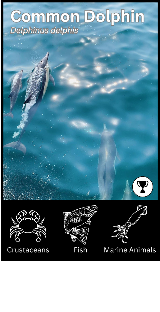 Common Dolphin