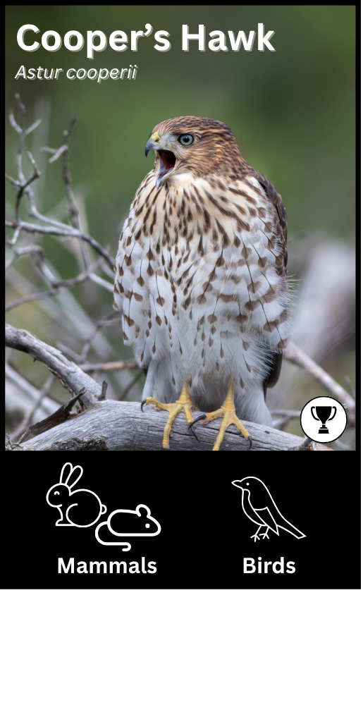 Cooper's Hawk