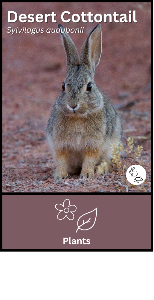 Desert Cottontail