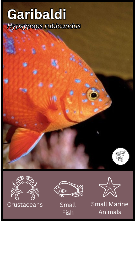 Garibaldi