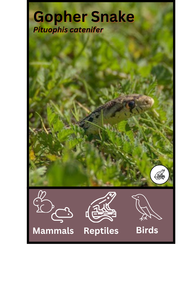 Gopher Snake