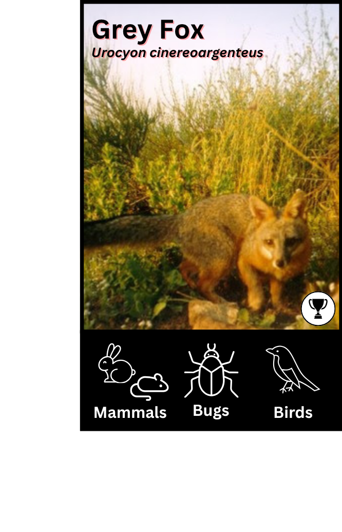 Grey Fox