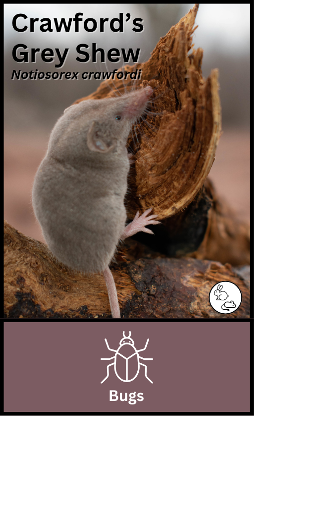 Crawford's Grey Shrew