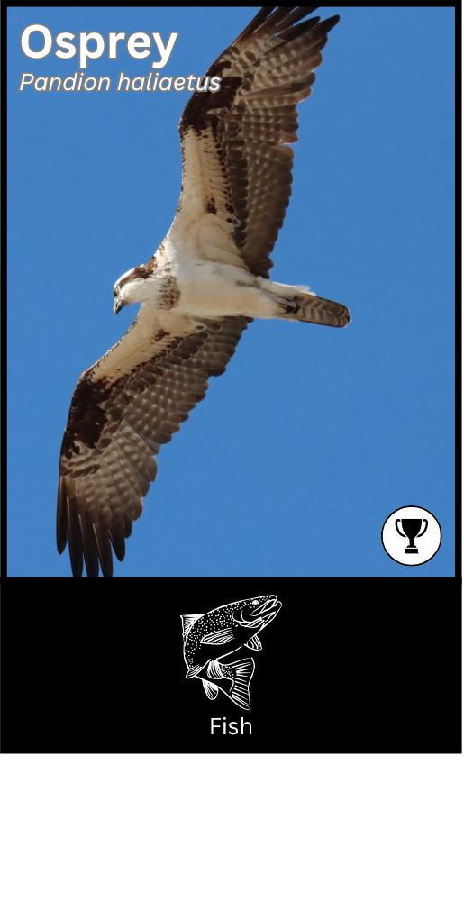 Osprey