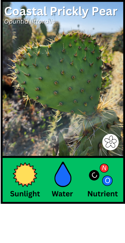 Coastal Prickly Pear