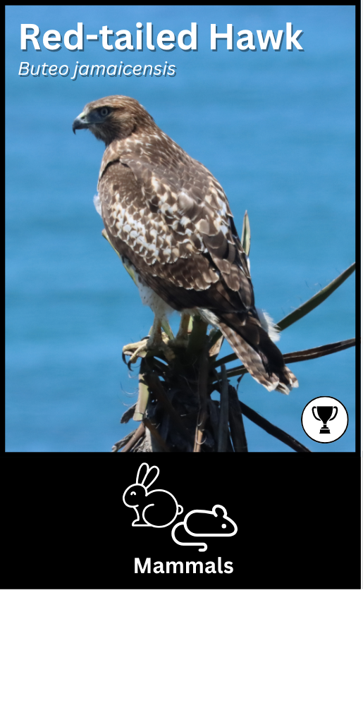 Red-tailed Hawk