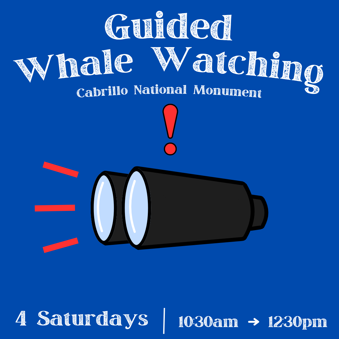 Guided Whale Watching IG flyer (2025 season)