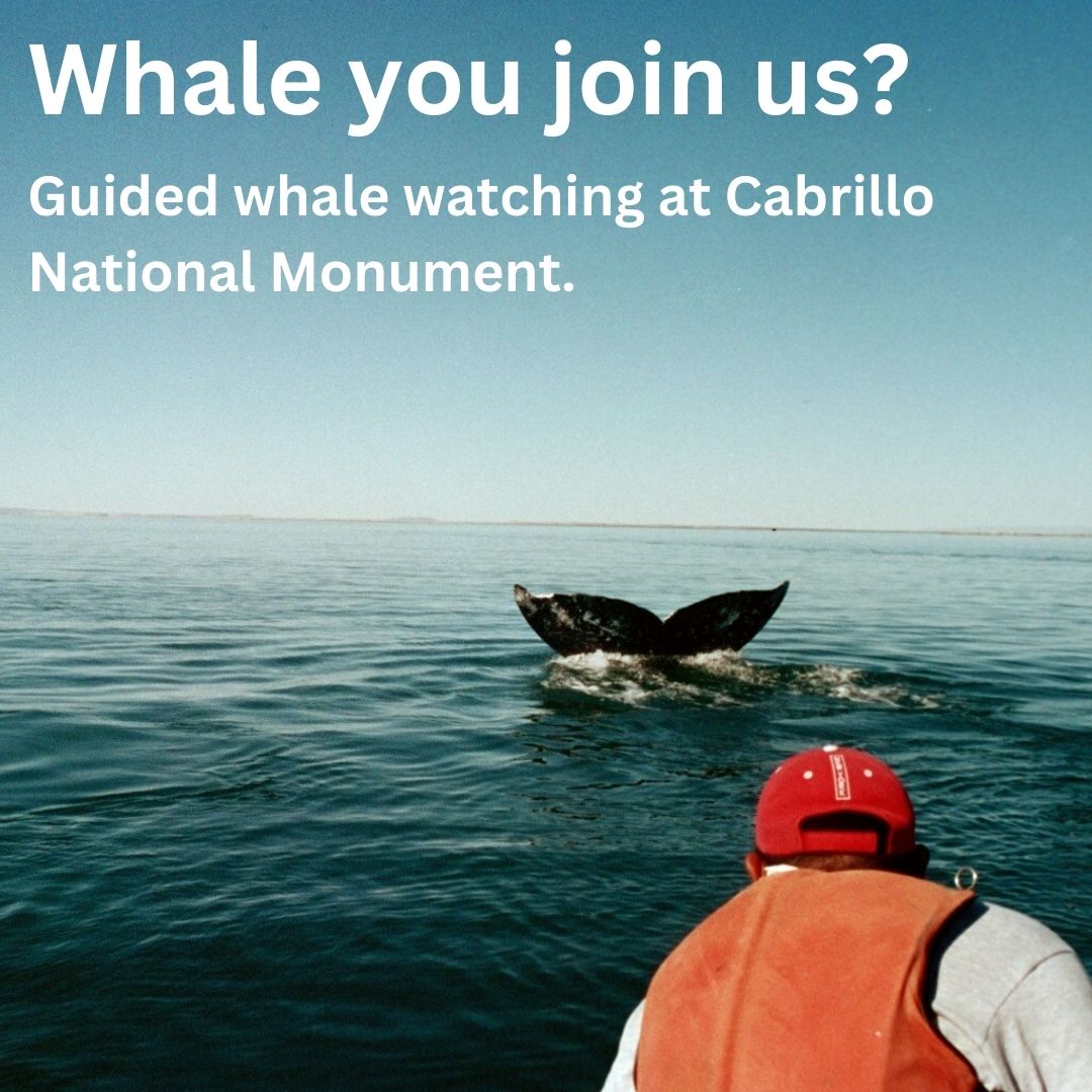 Whale tail photographed from a Cabrillo overlook